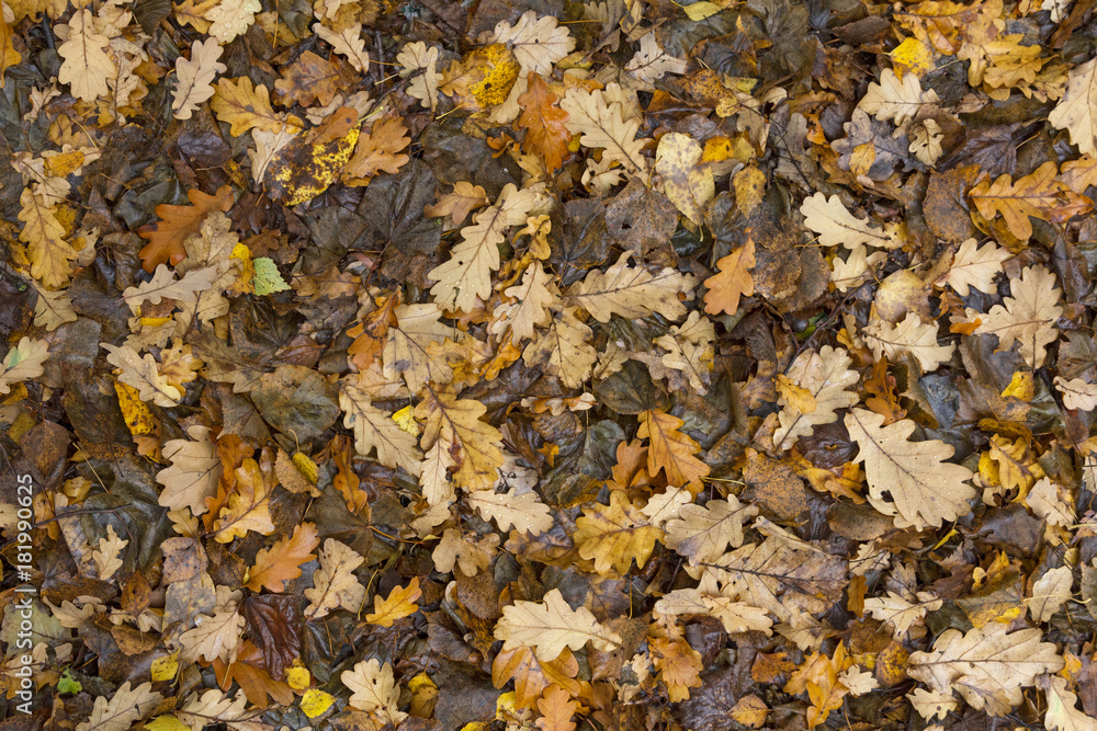 Colorful and bright background made of fallen autumn leaves. Colorful and bright background made of fallen autumn leaves.