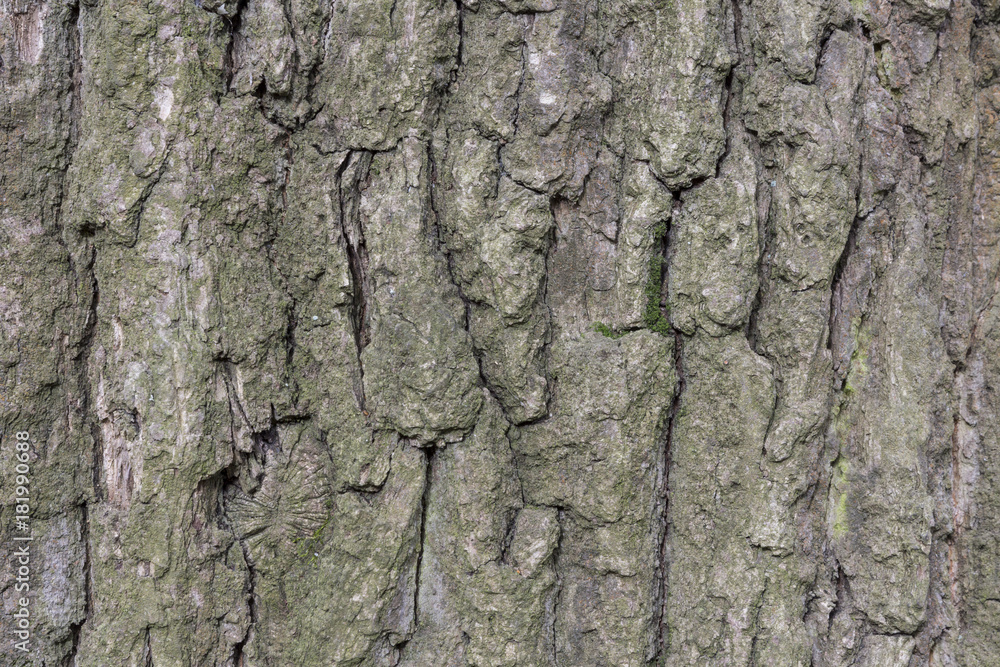 The bark of pine tree, background.