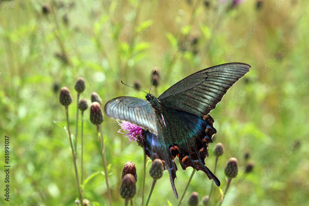 Fototapeta premium Butterfly, black swallowtail on a red flower.