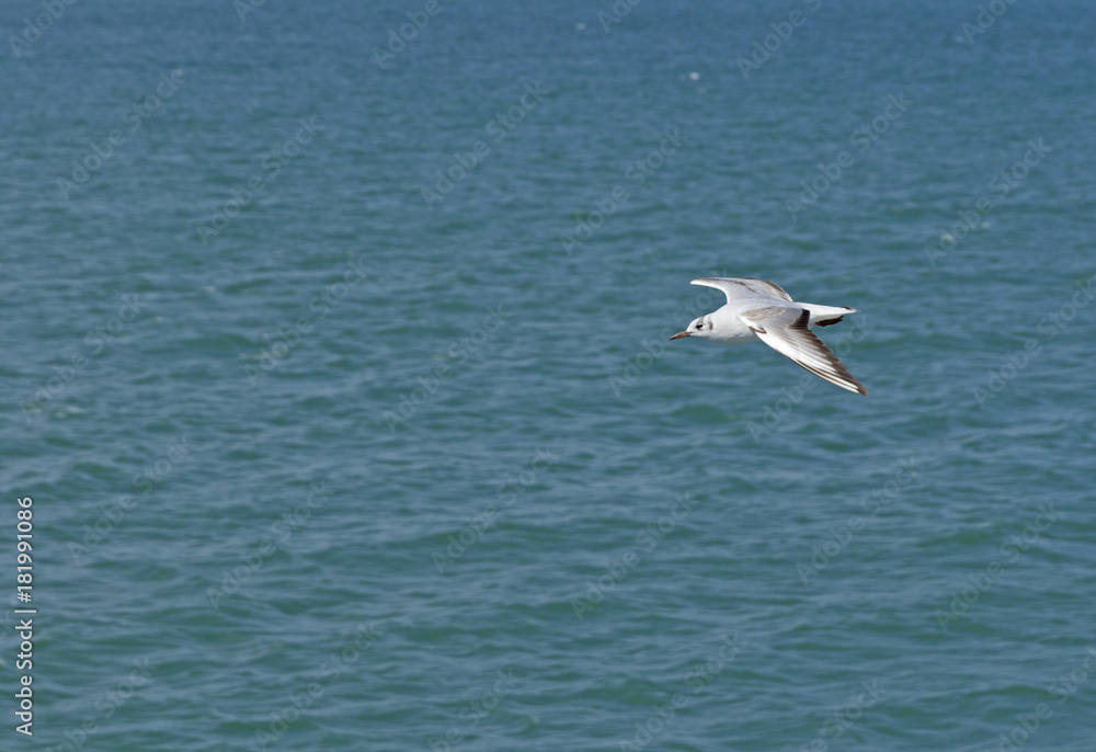 Fototapeta premium White seagull flying over the sea waves.