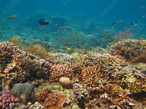 Thriving  coral reef alive with marine life and shoals of fish 