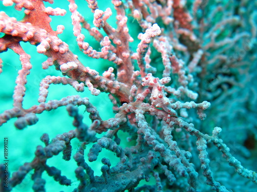 Bargibanti Pygmy Seahorse the smallest in the world in Bali photo