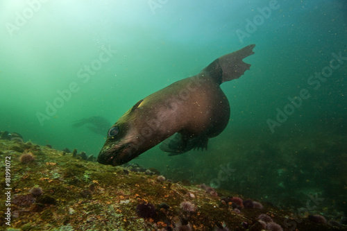 brown fur seal, arctocephalus pusillus, South Africa