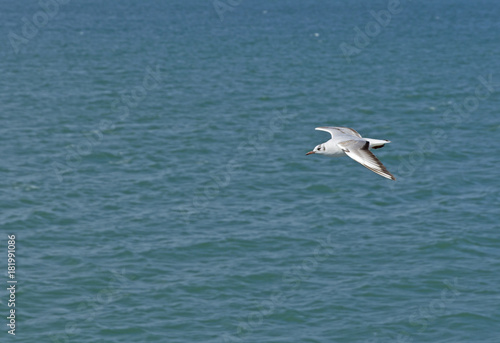 White seagull flying over the sea waves.