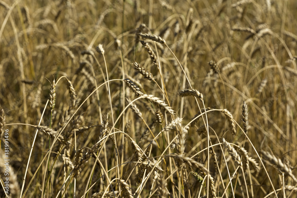 Fototapeta premium Yellow grain ready for harvest growing in a farm field