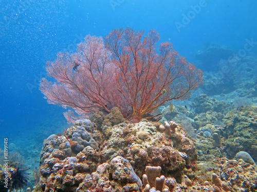 Thriving coral reef alive with marine life and shoals of fish, Bali
