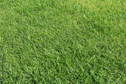 Lush green grass on the soccer field