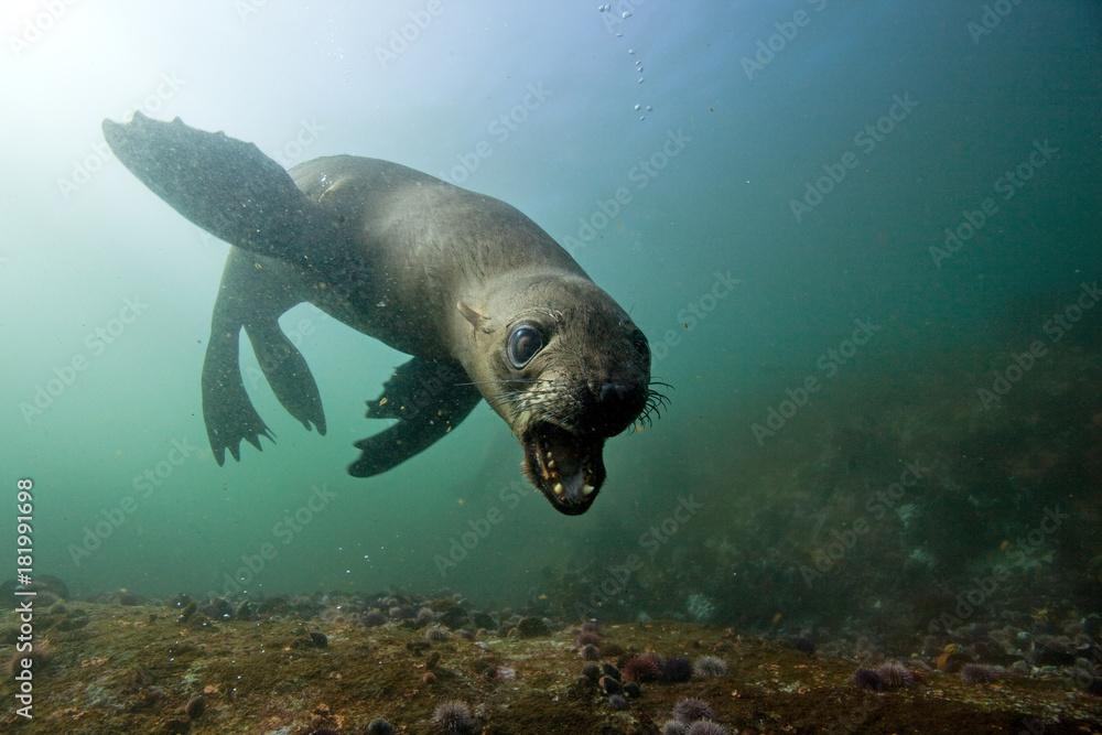 Naklejka premium brown fur seal, arctocephalus pusillus, South Africa