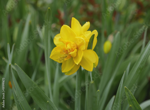 Fototapeta Naklejka Na Ścianę i Meble -  Yellow daffodil with green leaves on the flowerbed
