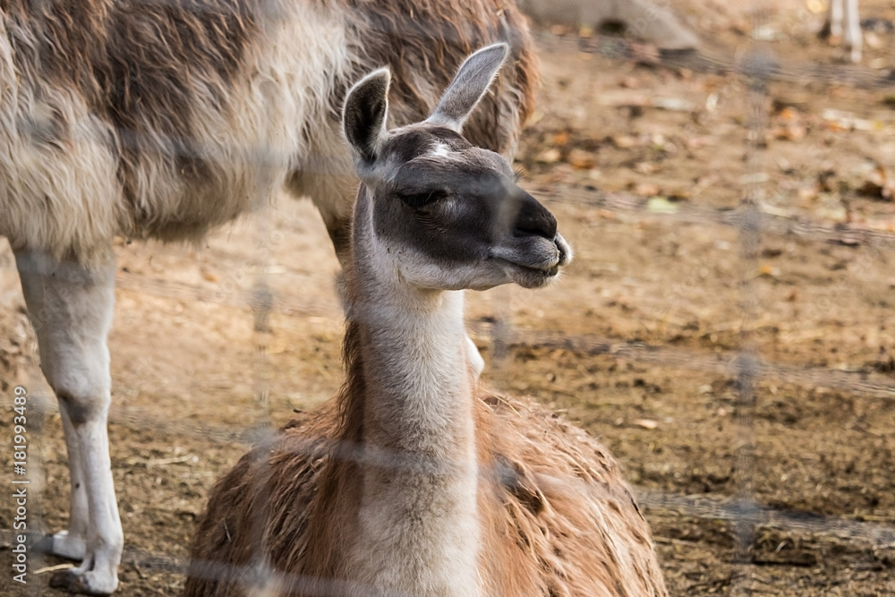 lama in the zoo