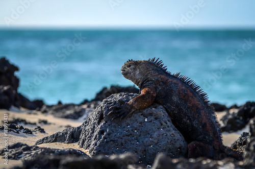 Marine Iguana in profile
