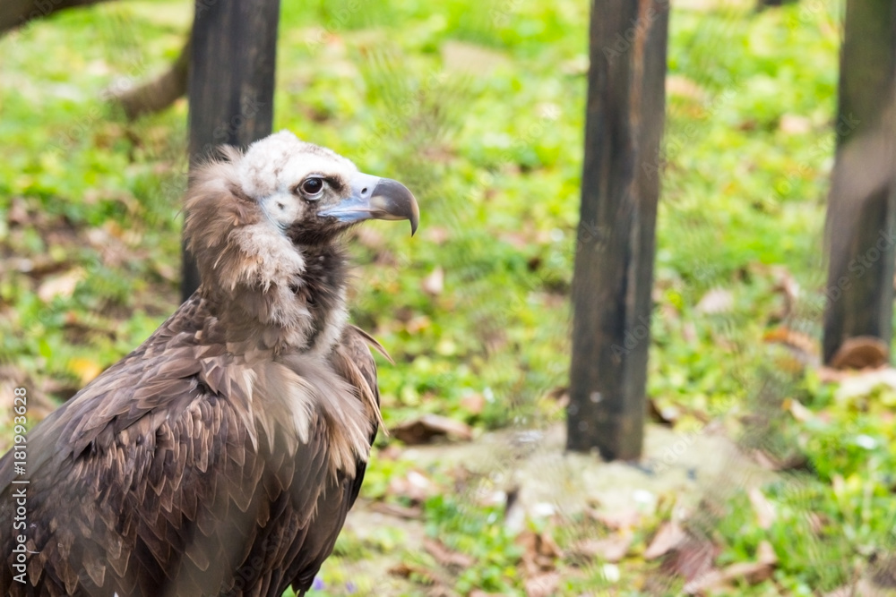 Fototapeta premium eagle at the zoo at autumn