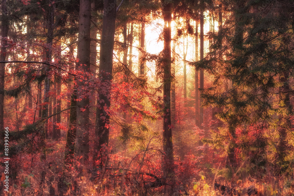 Deep, misty forest at late autumn. Fantasy background, illustration concept.