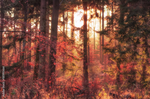 Deep, misty forest at late autumn. Fantasy background, illustration concept.