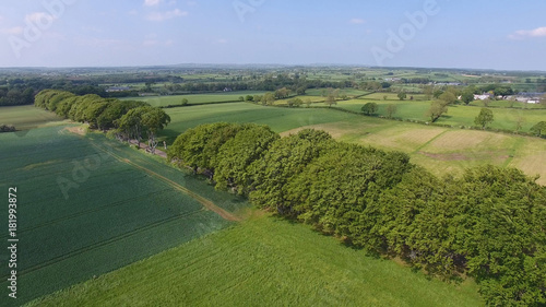 The Dark Hedges Beech Trees at Armoy Northern Ireland photo