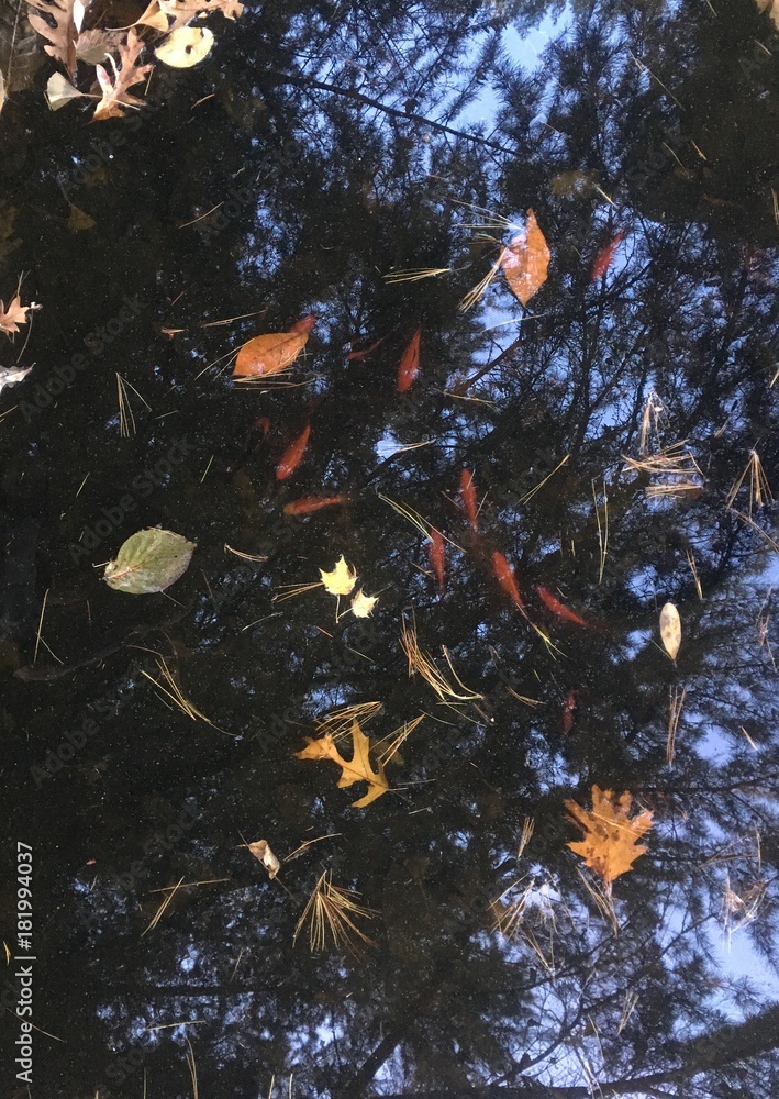 fall reflections, leaves and koi fish in pond