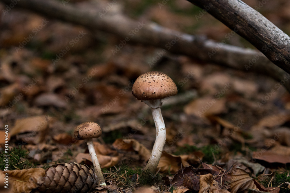 brown mushroom in forest