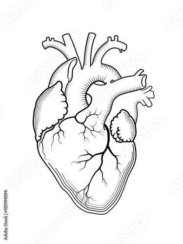 Heart. The internal human organ, Anatomical structure. Engraved print, outline detailed drawing.