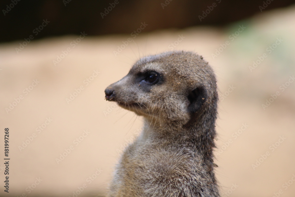 Fototapeta premium Erdmännchen