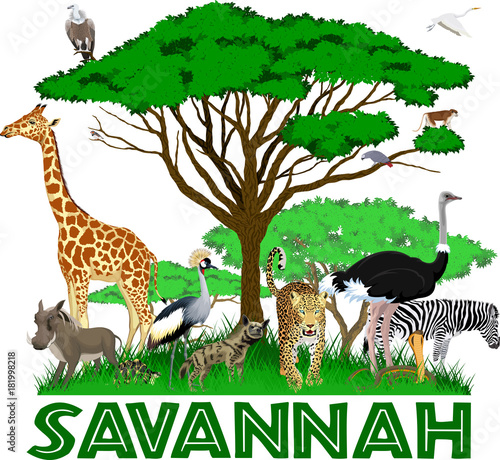 vector african savannah with leopard   girrafe  vulture  zebra  ostrich  warthog  cobra  crowned crane  parrot and heron