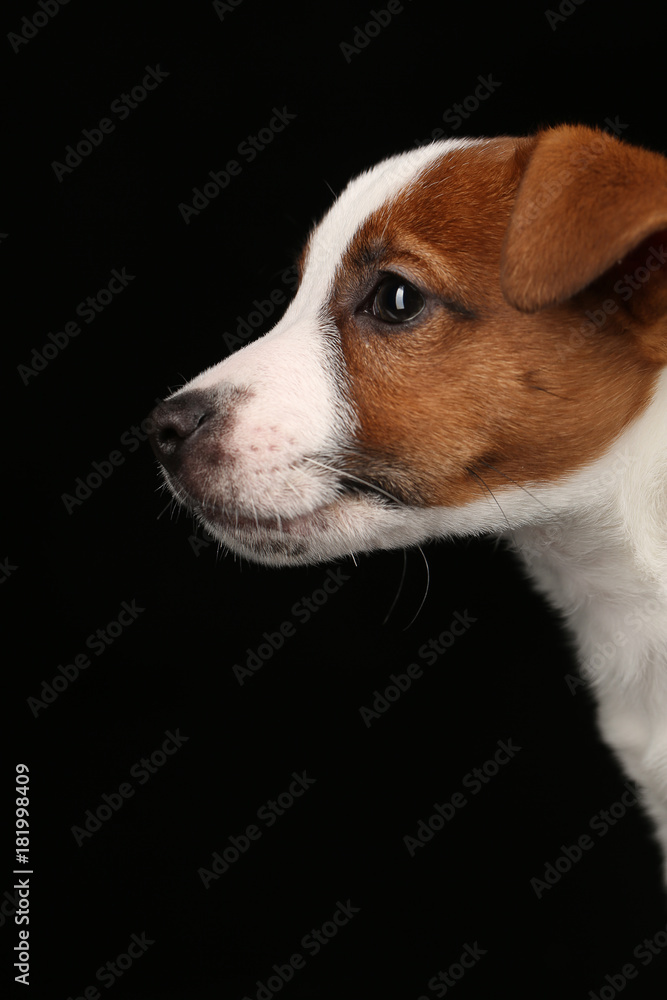 Head of the puppy in profile. Black background