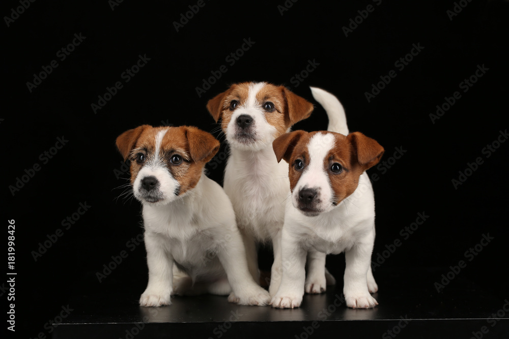 Funny puppies. Black background