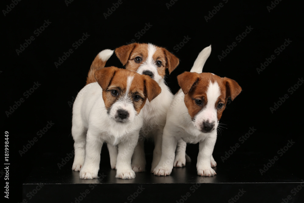 Three funny baby dogs. Black background