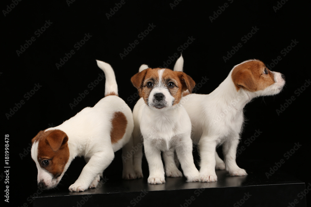 Three funny small dogs. Black background
