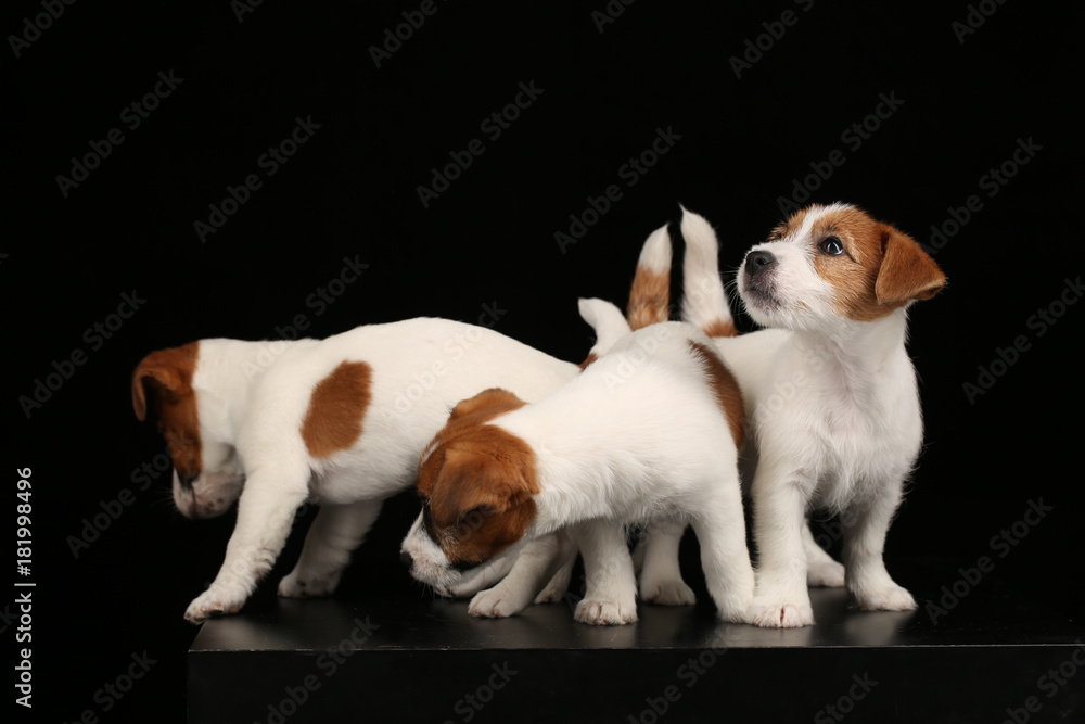 Small jack russell terriers. Black background