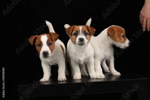 Three funny tiny dogs. Black background
