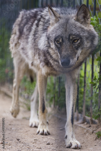 Wild Mature Wolf in Ecological Reserve