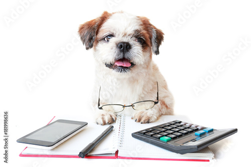 Dog work with notebook and office supplies on table white isolated background.	
