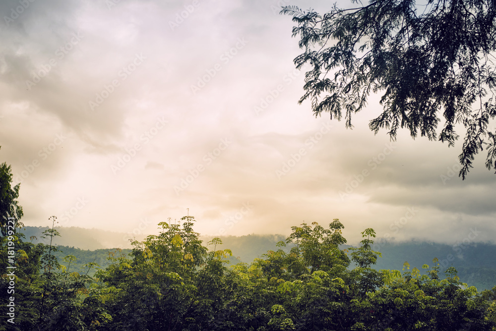 Obraz premium Rain forest forest on a rainy day