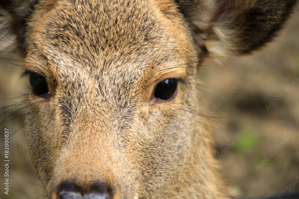 Fototapeta premium 奈良の鹿