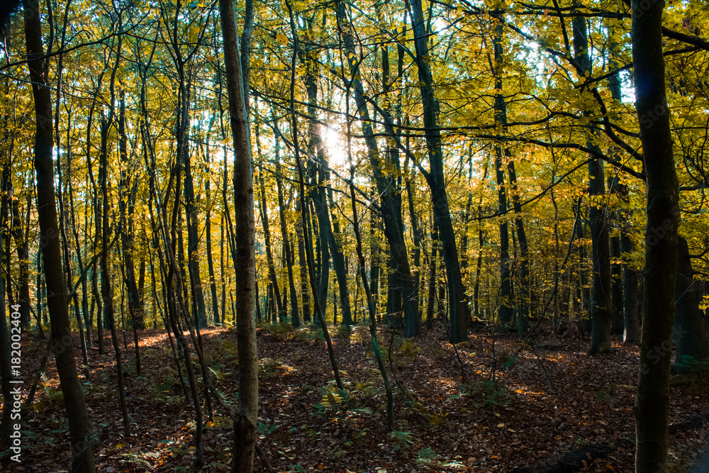 Naklejka premium Wald