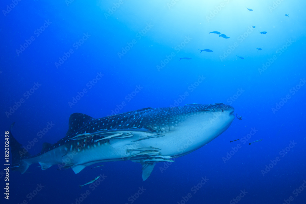 Fototapeta premium Whale Shark