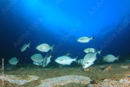 Fish school hunting on coral reef