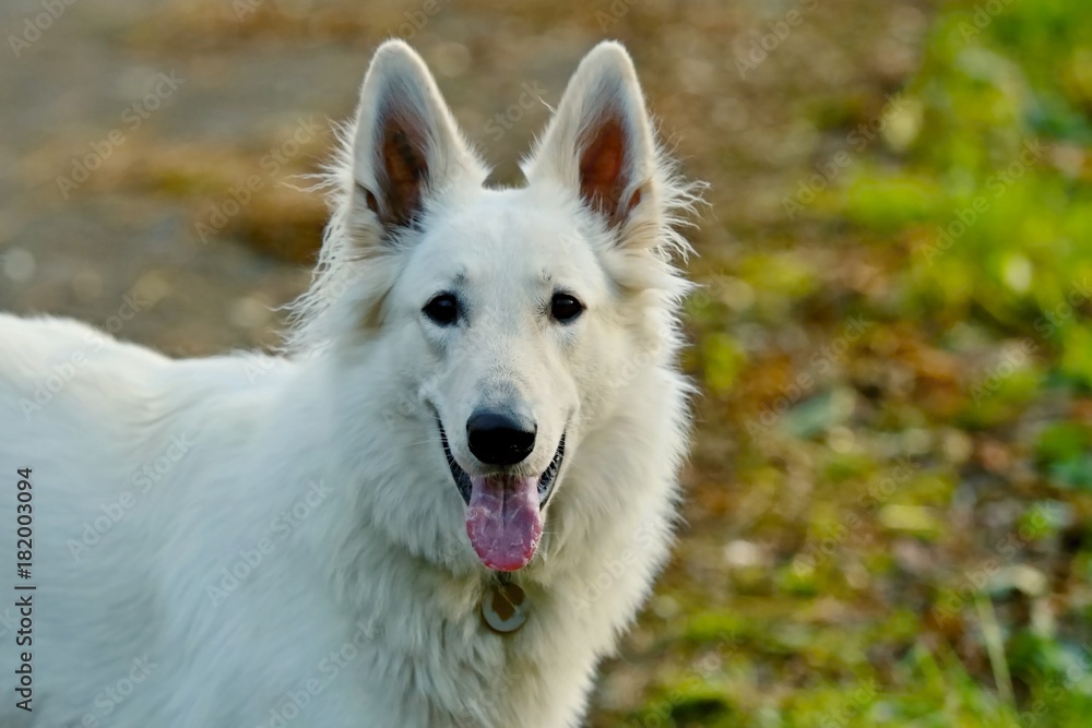 Smiling white swiss shepherd dog with pink tongue - closeup image with blurry background Smiling white swiss shepherd dog with pink tongue - closeup image with blurry background