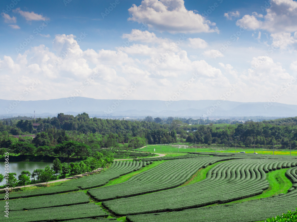 Panorama Green tea plantation landscape, Chiang Rai, Thailand.