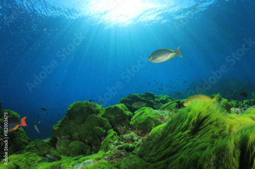Underwater. Green algae and blue water with fish