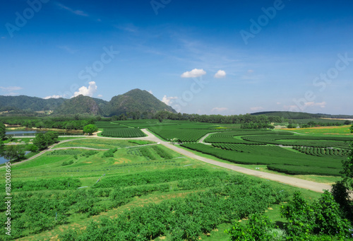 Panorama Green tea plantation landscape, Chiang Rai, Thailand. © anon