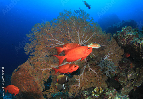 Fish underwater on coral reef