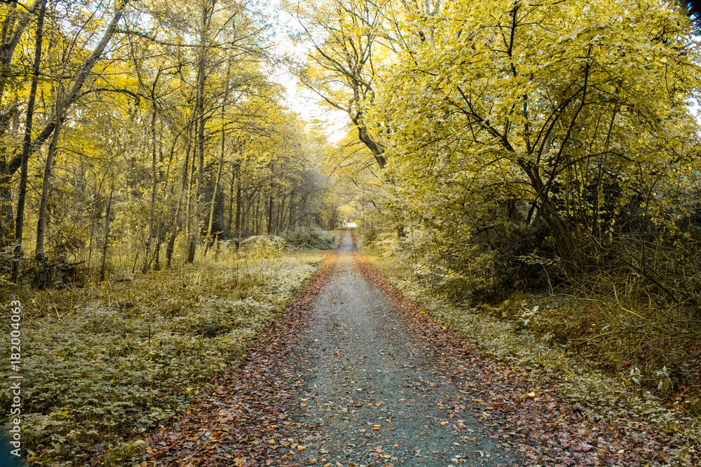 Waldweg