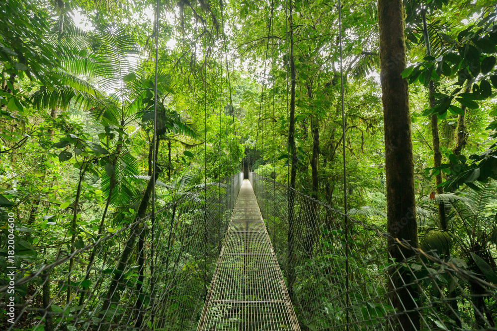 Fototapeta premium Wiszący most wiszący w rezerwacie lasów chmurowych Monteverde na Kostaryce