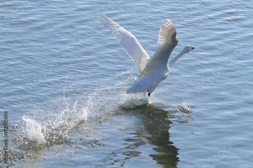 助走する白鳥　Swan take off  © tera