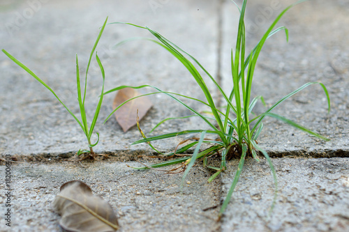 Small grass growth between footpath block, nature concept