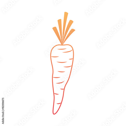 carrot vegetable in degraded orange to magenta color contour