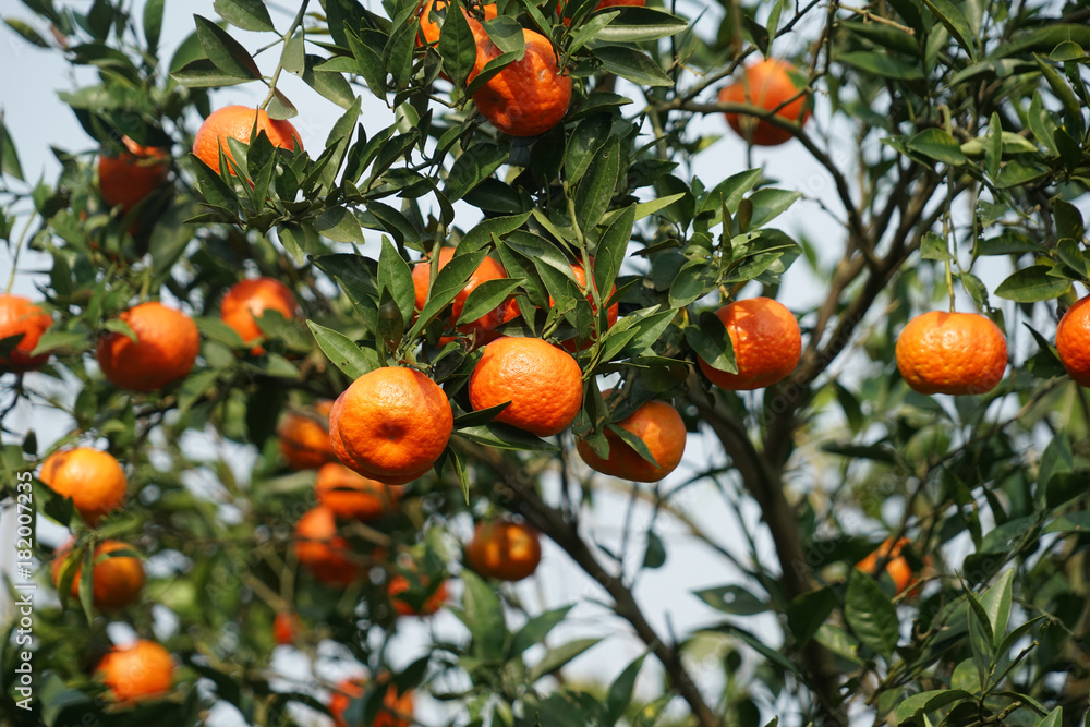 Tangerines on the tree branch during harvest season Tangerines on the tree branch during harvest season