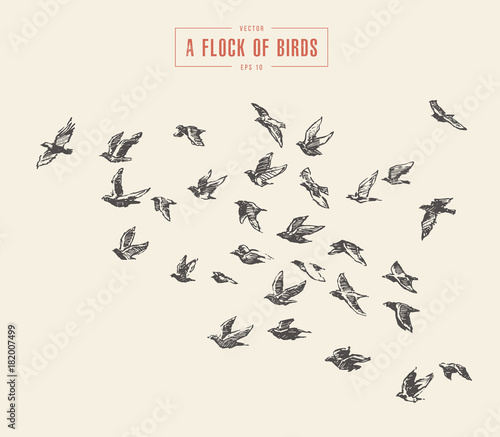 Fotografiet A flock of birds drawn vector illustration, sketch