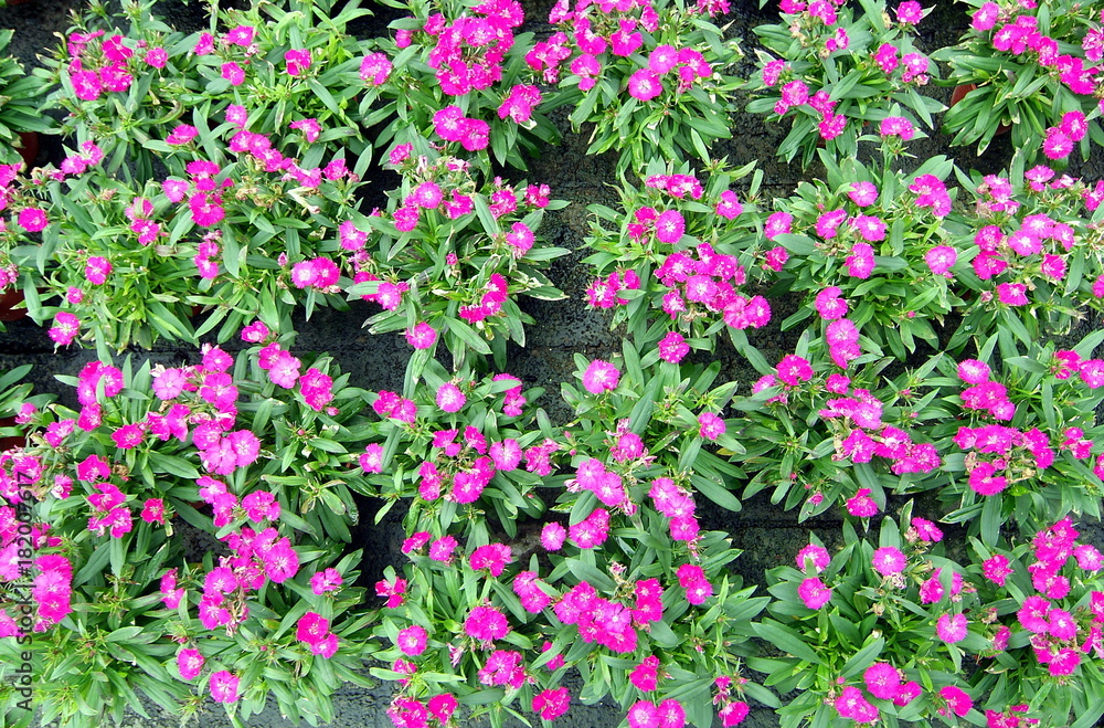 Dianthus chinensis in full bloom Dianthus chinensis in full bloom